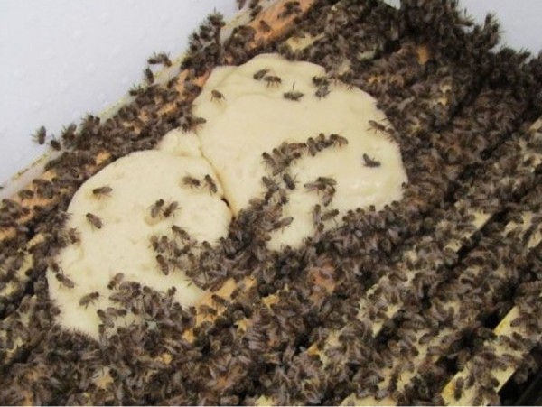 Как приготовить канди для пчёл. Рецепт подкормки канди