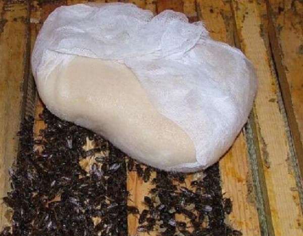 Как приготовить канди для пчёл. Рецепт подкормки канди