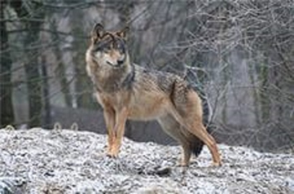 Бригада охотников из Шабалинского района застрелила одного волка