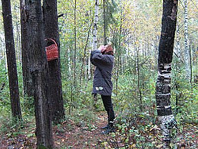12 потерявшихся грибников в Кировской области еще предстоит разыскать