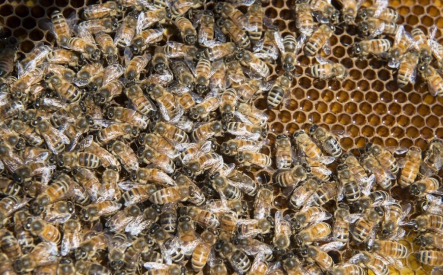 Зимовка пчел – ответственный период в работе пчеловода