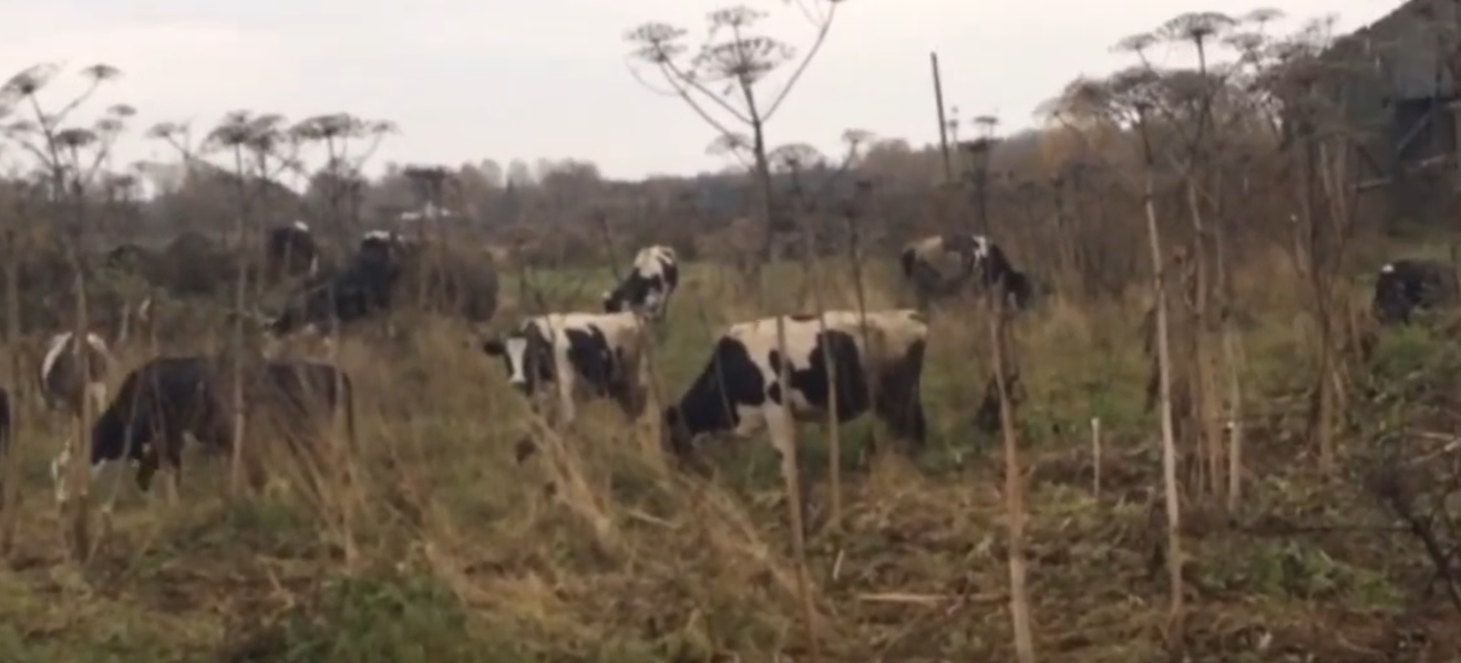 Упадок колхозов в России: исчезают последние коровы