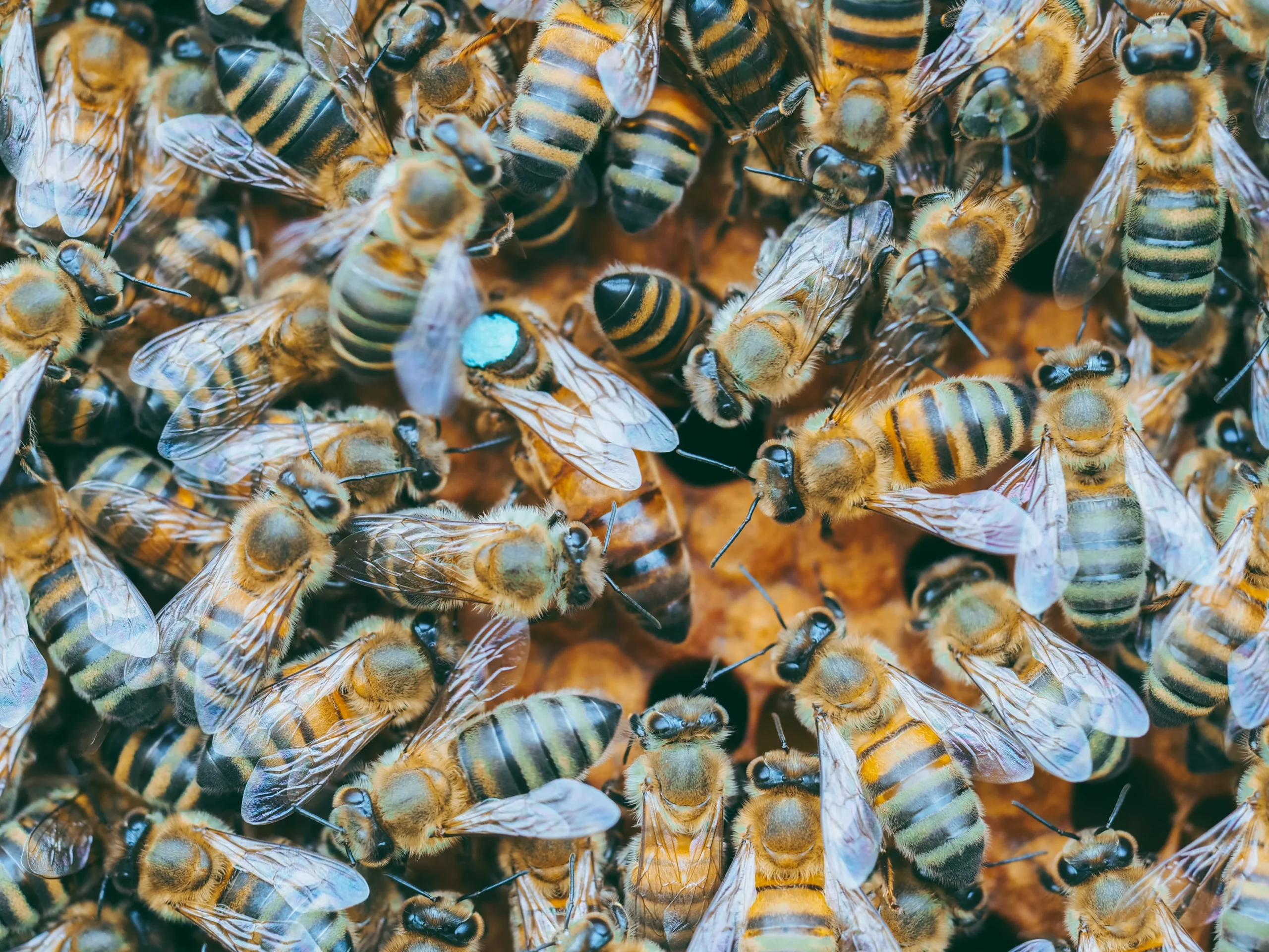 Пчелы на высадку. Нашествие пчел. Пчеломатка. Рой пчел. День пчеловода.