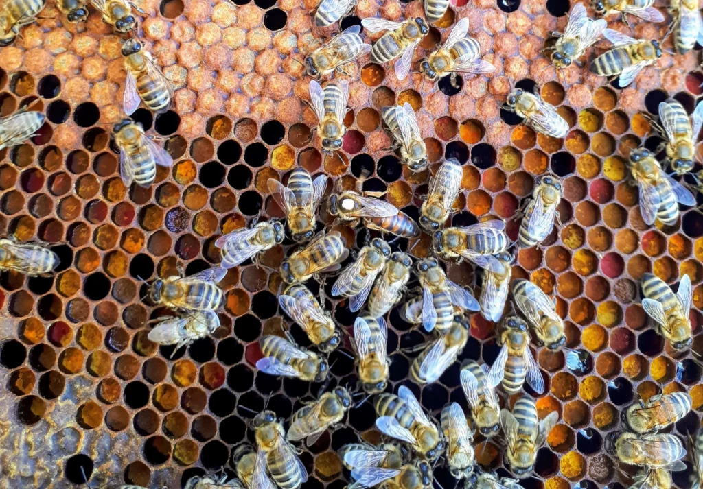 Матка среди пчёл