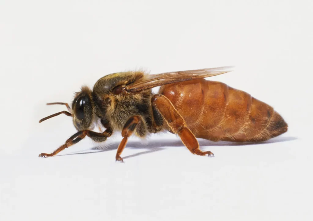 Крупным планом фото пчелиной матки