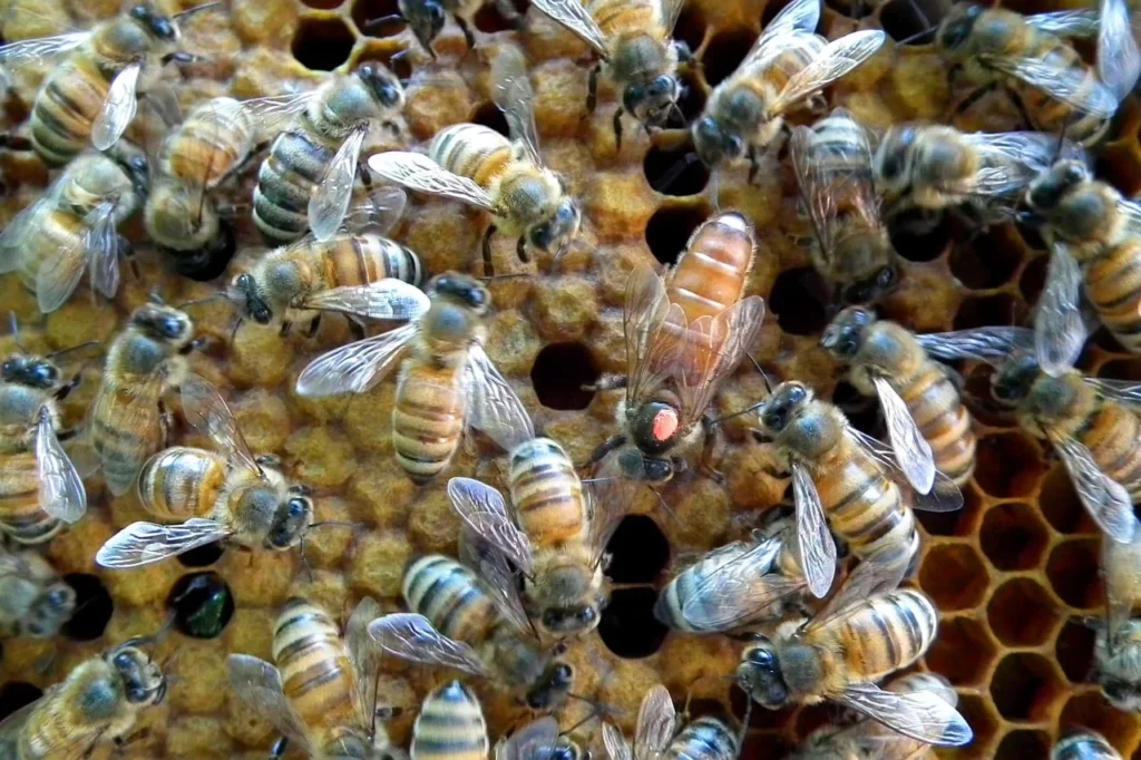 Пчеломатка - фото