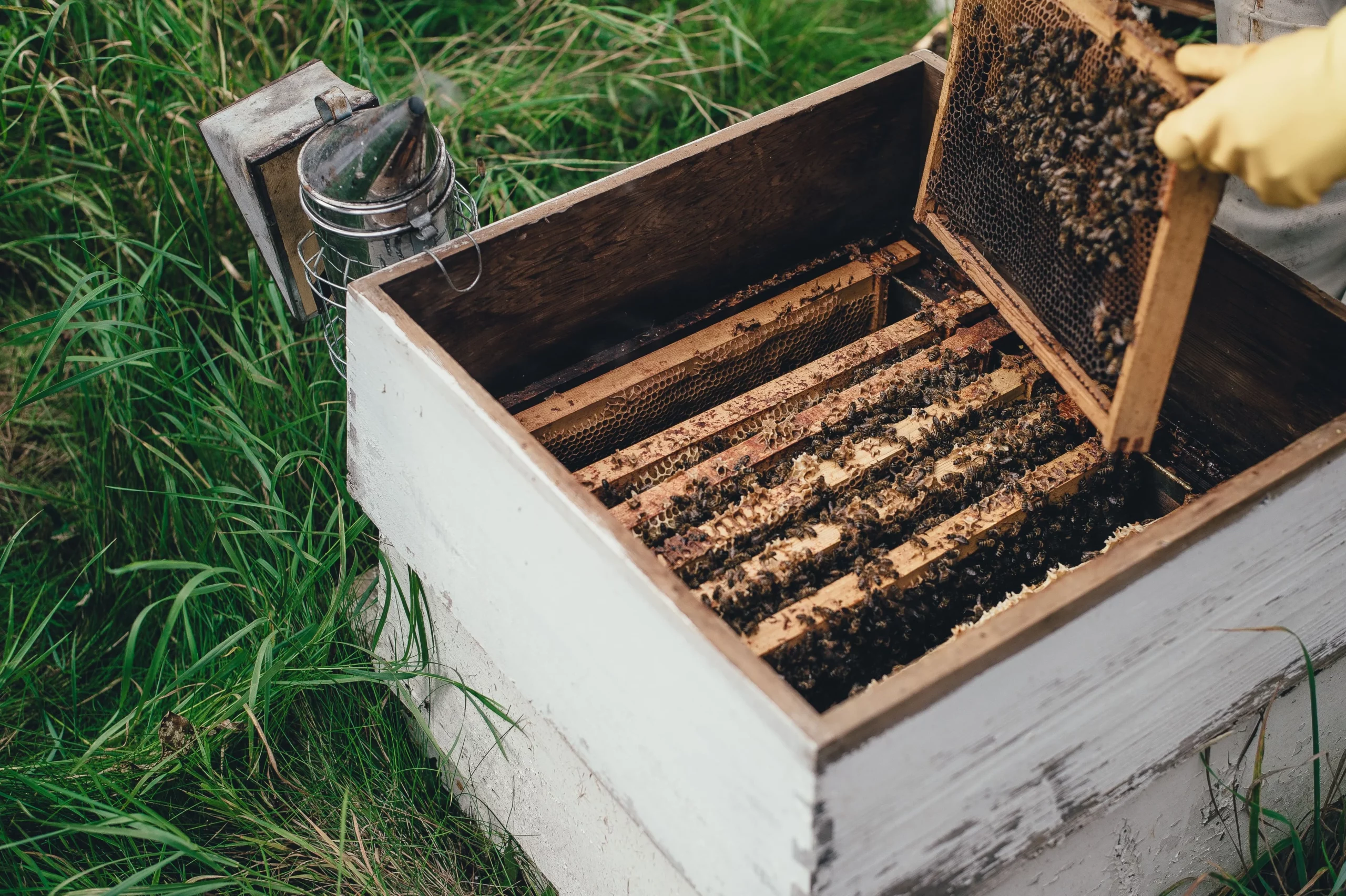 Как выводить маток пчел от а до я: вывод пчелиных маток