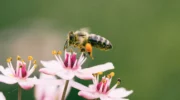 Развитие пчелиной матки от яйца к маточнику: как она появляется на свет