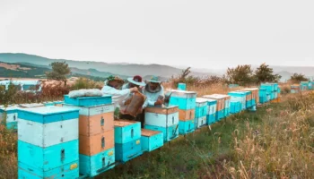 Замена маток в семьях пчел