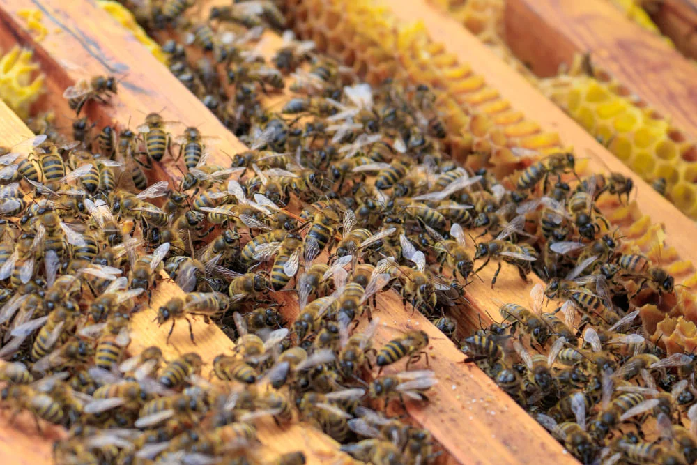 Подсадка со стряхиванием пчел