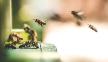 Как найти матку в пчелиной семье