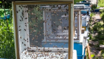 Как вызвать у пчел тихую смену матки