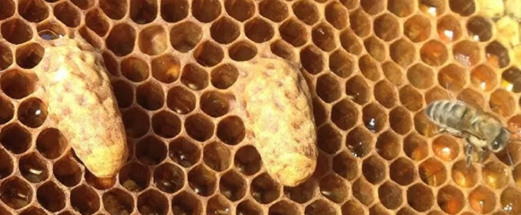 Как вызвать у пчел тихую смену матки