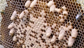 Маточники пчелиные, виды