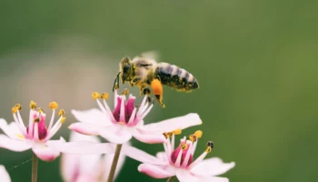 Порода пчелиных маток