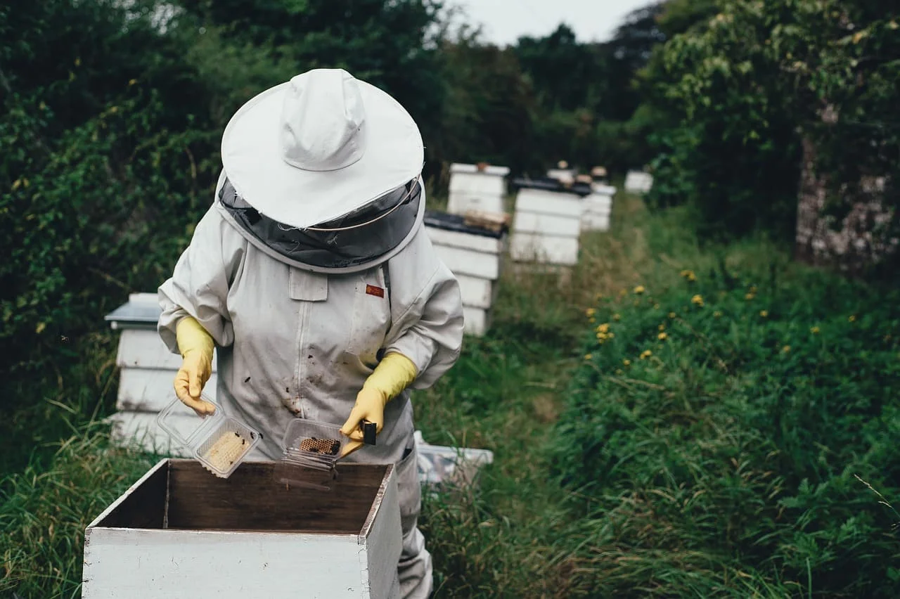 Сколько лет могут прожить пчелиные матки
