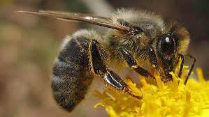 порода пчелиных маток. Среднерусская пчела