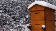 Как сохранить пчеломаток до весны