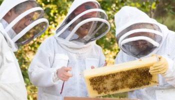 Подсадка матки в пчелиную семью
