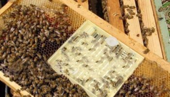 Изоляция пчеломатки