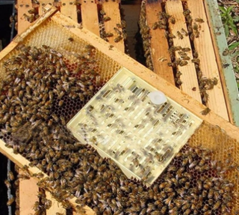 Изоляция пчеломатки