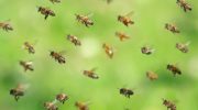 Пчелиная семья без матки