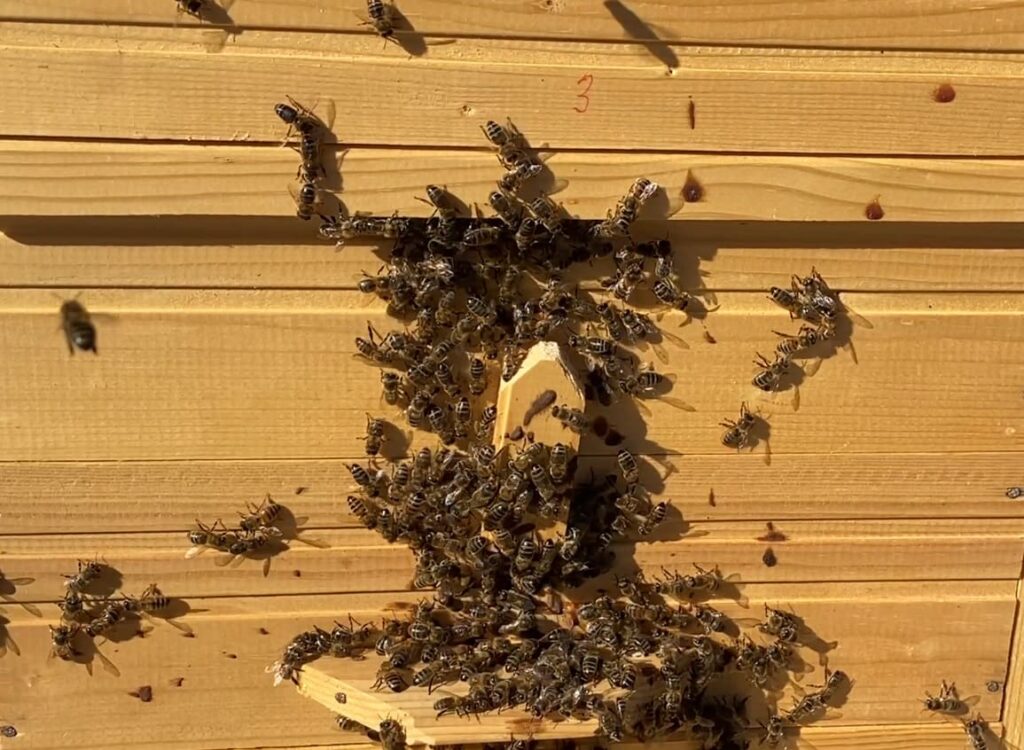 Как получить больше меда на пасеке