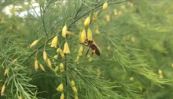 Как получить больше меда на пасеке: оптимизация и стратегии для максимального медосбора