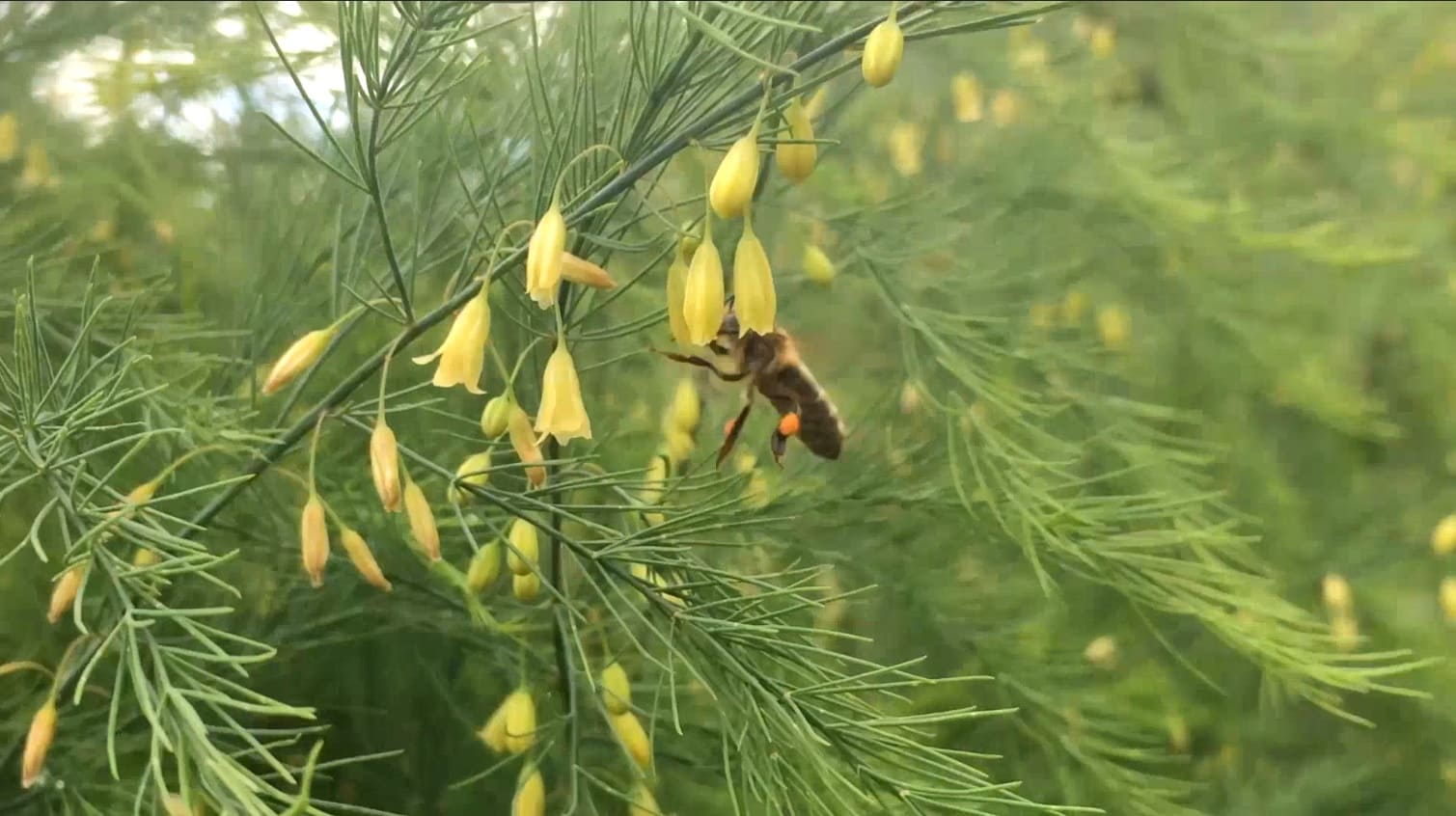Как получить больше меда на пасеке: оптимизация и стратегии для максимального медосбора