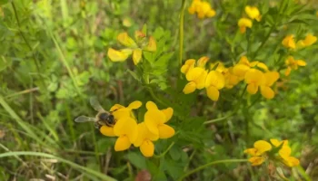 Оптимальное время для подготовки к формированию пчелиных отводков