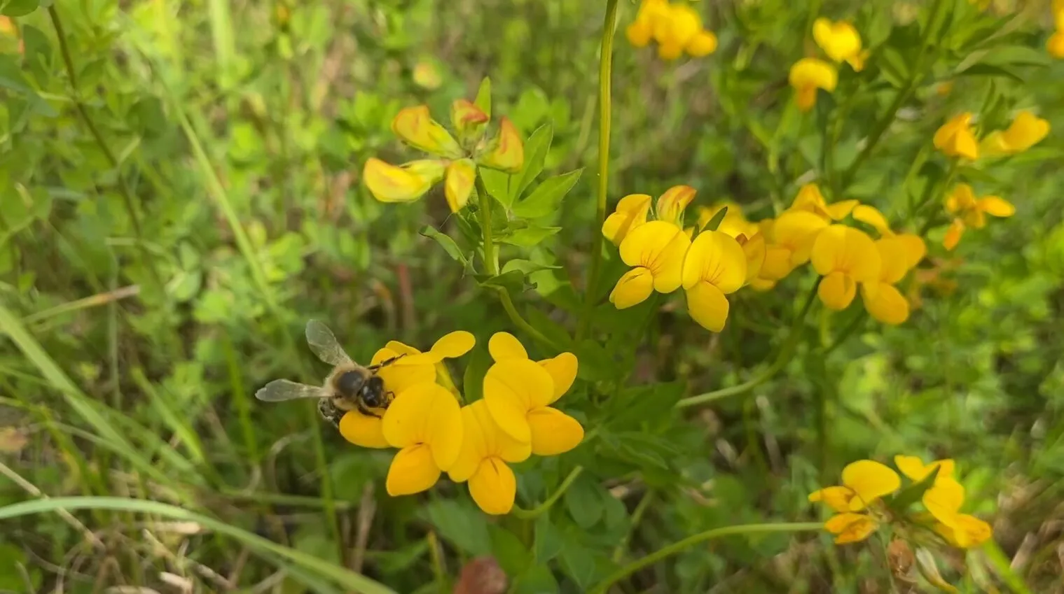 Оптимальное время для подготовки к формированию пчелиных отводков