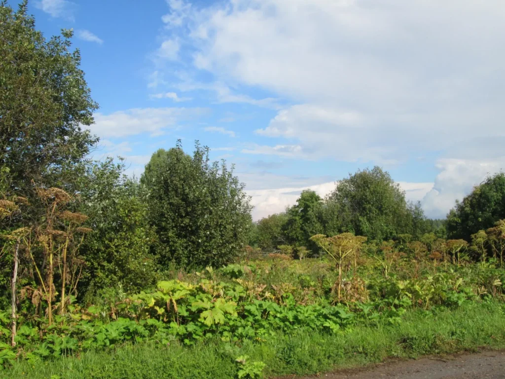 Деревня Сенниковы: история, география и природа Шабалинского района Кировской области