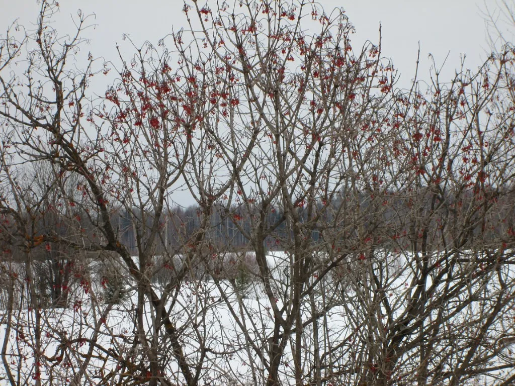 Деревня Сенниковы: история, география и природа Шабалинского района Кировской области