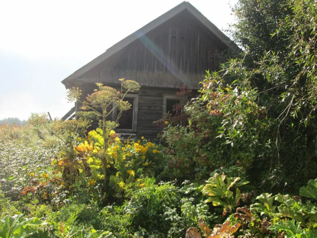 Деревня Сенниковы: история, география и природа Шабалинского района Кировской области